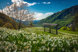 Fototapeta Sypialnia - Blossoming abundance daffodils on the meadows in Slovenia