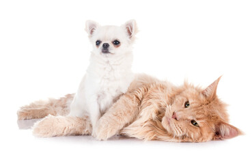 Sticker - maine coon cat and chihuahua