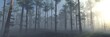Pine forest in the morning in the sun, 3D rendering