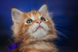 nice studio photo of red Maine Coon kittens on blue background cute pets, baby cats