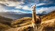 A vibrant landscape photo of a playful and curious llama with a furry coat, long neck, and large eyes, standing on rolling hills in mountainous terrain under the mid-day sun. AI Generated