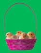 Green background behind a pink Easter basket full of chicks