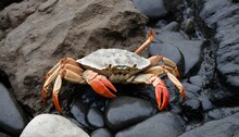 A Crab Blending Into The Texture Of A Rocky Shorel  2