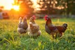 chickens and hen on the green grass in the sunset light