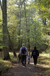 sentiers de randonnée, Bois le Roi, région Ile de France; Foret du Massif de Fontainebleau; 77, Seine et Marne, France