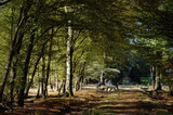 Fototapeta Sawanna - sentiers de randonnée, Bois le Roi, région Ile de France; Foret du Massif de Fontainebleau; 77, Seine et Marne, France