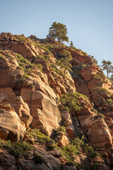 Poster - Trees Dot Rocky Cliff Catching Morning Light