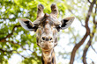A goofy giraffe with a long neck, big eyelashes, and a surprised expression