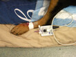 Dog artery arterial invasive blood pressure veterinary