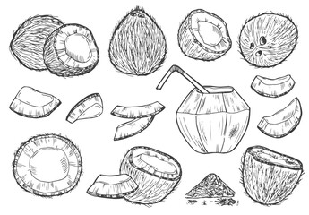 Coconut graphic black white isolated sketch illustration vector