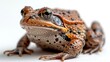 Close-up of a frog isolated on white background. Studio shot