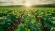 A vast expanse of peanut plants stretching across the landscape, their lush green leaves swaying