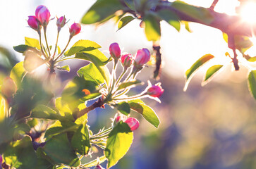 Canvas Print - Blossom tree