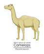 Extinct genus of camel, Camelops from Pliocene epoch.