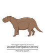 The largest rodent ever known Josephoartigasia Monesi from Pliocene epoch.