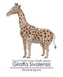One of The first known Giraffa species Giraffa Sivalensis from Pliocene epoch.