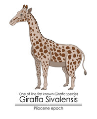 Canvas Print - One of The first known Giraffa species Giraffa Sivalensis from Pliocene epoch.