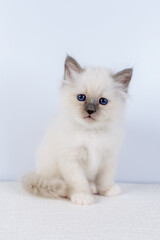 Wall Mural - Sacred Birman kitten, birma Cat