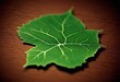 photo posted to myspace in 2007 Create a leaf logo (6)
