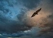 Russia, Dagestan. The shaving flight of a bearded eagle against the background of a dramatic sunset sky in the mountains of the Caucasus.