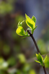 Sticker - Colorful spring plants on nature background