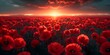 A Field of Red Poppies: A Poignant Symbol of Remembrance and Sacrifice on Anzac Day. Concept Anzac Day, Remembrance, Sacrifice, Red Poppies, Symbolism