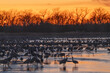 Sandhill cranes (Grus canadensis) along the Platte River at sunset; Crane Trust; Nebraska 