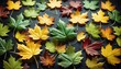 Autumnal plant leaves in different shapes and colors lying on top of each other