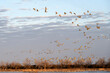 Sandhill cranes (Grus canadensis) at sunrise; Crane Trust; Nebraska