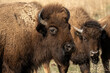 Bison bull and cow (Bison bison); Crane Trust; Nebraska 