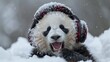 Snuggly panda wearing earmuffs yawns sleepily