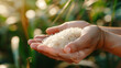 rice in hand