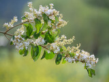 Fototapeta  - details of flowering tree branch with blurred background