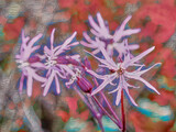 Fototapeta  - wild flower in pink tones, with a blurred background