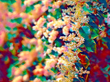 Fototapeta  - details of flowering tree branch with blurred background