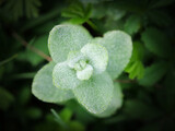 Fototapeta  - wild plant in green tones with a blurred green background
