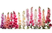 A Row Of Colorful Flowers Lined Up In Perfect Harmony, Creating A Beautiful And Organized Display