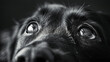 Close-up of a dog's eyes in black and white.