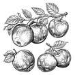 Hand drawn apples set. Fruits sketch. Black and white illustration