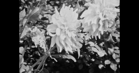 Wall Mural - black-white chamomile flowers wind swaying, close-up. blooming flower bed in nature. natural summer 