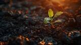 Fototapeta Nowy Jork - Small Green Plant Sprouts From Ground