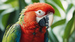 Colorful Macaw Parrot 