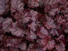 Closeup Of The Plum Purple Foliage And Ruffled Leaves Of The Low Growing Perennial Garden Plant Heuchera Plum Pudding.