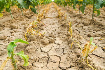 Dryness destroying the cultivated plants. The plants are dried up in the rows on the dry, crusty soil in hot summer.