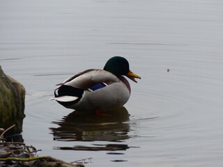 Wall Mural - Canard colvert dans un étang