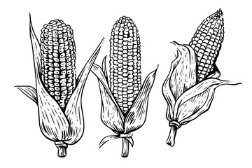 Wall Mural - Maize cob isolated line illustration. Corn hand drawn black vector sketch.