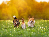 Fototapeta Koty - cute furry friends, two dogs and a cat run together through a green meadow on a sunny spring day