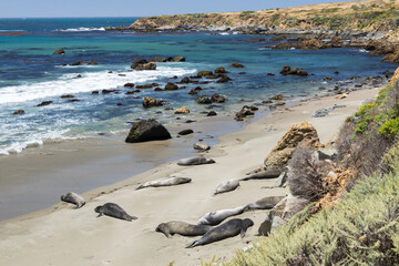 Elephant seals laying on a sand beach
