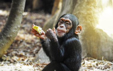 Wall Mural - Little baby chimpanze showing thumb up while smiling and looking to the camera.	
