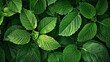 © Orxan - Close-up of green leaves offers a fresh leaf pattern overlay, creating a natural foliage texture and background